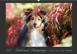 Shetland Sheepdogs Blacky, Anry, Mojo Sheltielife 2019 (Wandkalender 2019 DIN A2 quer) von Kudla,  Madlen