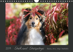Shetland Sheepdogs Blacky, Anry, Mojo Sheltielife 2019 (Wandkalender 2019 DIN A4 quer) von Kudla,  Madlen