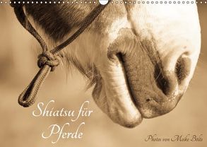 Shiatsu für Pferde – Photos von Meike Bölts (Wandkalender 2019 DIN A3 quer) von Bölts,  Meike