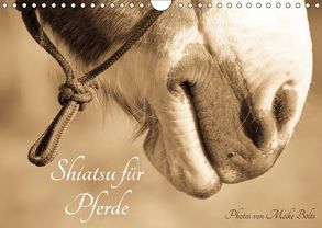 Shiatsu für Pferde – Photos von Meike Bölts (Wandkalender 2019 DIN A4 quer) von Bölts,  Meike