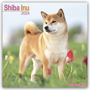 Shiba Inu 2024 – 16-Monatskalender