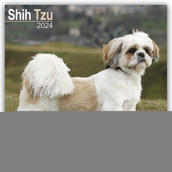 Shih Tzu 2024 – 16-Monatskalender