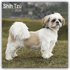 Shih Tzu 2024 – 16-Monatskalender