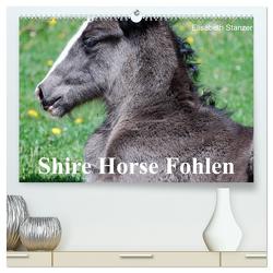 Shire Horse Fohlen (hochwertiger Premium Wandkalender 2024 DIN A2 quer), Kunstdruck in Hochglanz von Stanzer,  Elisabeth