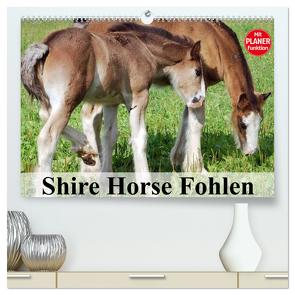 Shire Horse Fohlen (hochwertiger Premium Wandkalender 2024 DIN A2 quer), Kunstdruck in Hochglanz von Stanzer,  Elisabeth