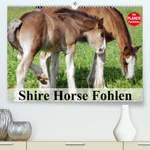 Shire Horse Fohlen (Premium, hochwertiger DIN A2 Wandkalender 2023, Kunstdruck in Hochglanz) von Stanzer,  Elisabeth