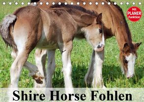 Shire Horse Fohlen (Tischkalender 2020 DIN A5 quer) von Stanzer,  Elisabeth