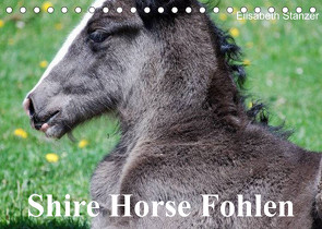 Shire Horse Fohlen (Tischkalender 2023 DIN A5 quer) von Stanzer,  Elisabeth