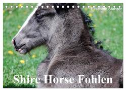 Shire Horse Fohlen (Tischkalender 2024 DIN A5 quer), CALVENDO Monatskalender von Stanzer,  Elisabeth