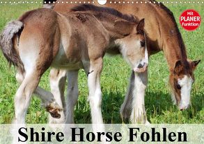 Shire Horse Fohlen (Wandkalender 2020 DIN A3 quer) von Stanzer,  Elisabeth