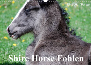 Shire Horse Fohlen (Wandkalender 2022 DIN A3 quer) von Stanzer,  Elisabeth