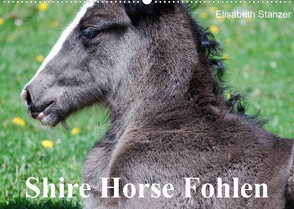 Shire Horse Fohlen (Wandkalender 2023 DIN A2 quer) von Stanzer,  Elisabeth