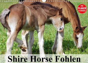 Shire Horse Fohlen (Wandkalender 2023 DIN A3 quer) von Stanzer,  Elisabeth