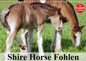 Shire Horse Fohlen (Wandkalender 2023 DIN A4 quer) von Stanzer,  Elisabeth
