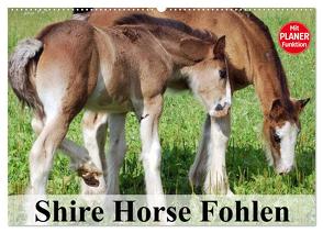 Shire Horse Fohlen (Wandkalender 2024 DIN A2 quer), CALVENDO Monatskalender von Stanzer,  Elisabeth