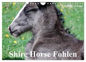 Shire Horse Fohlen (Wandkalender 2024 DIN A4 quer), CALVENDO Monatskalender von Stanzer,  Elisabeth
