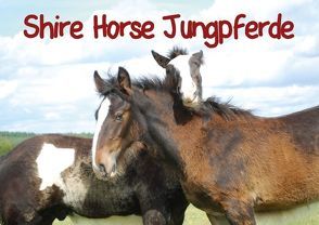Shire Horse Jungpferde (Posterbuch DIN A2 quer) von Stanzer,  Elisabeth