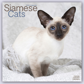 Siamese Cats – Siam-Katzen 2023 – 16-Monatskalender