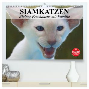 Siamkatzen – Kleiner Frechdachs mit Familie (hochwertiger Premium Wandkalender 2024 DIN A2 quer), Kunstdruck in Hochglanz von Stanzer,  Elisabeth