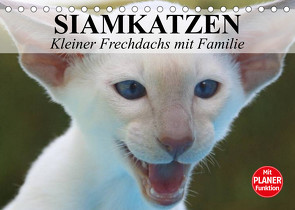 Siamkatzen – Kleiner Frechdachs mit Familie (Tischkalender 2023 DIN A5 quer) von Stanzer,  Elisabeth