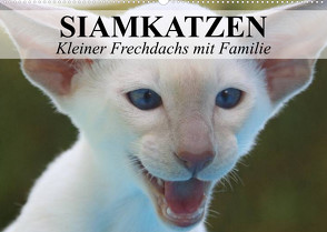 Siamkatzen – Kleiner Frechdachs mit Familie (Wandkalender 2023 DIN A2 quer) von Stanzer,  Elisabeth