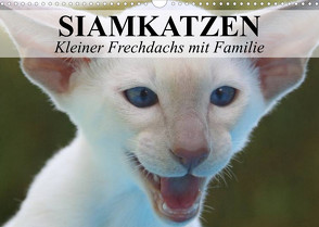 Siamkatzen – Kleiner Frechdachs mit Familie (Wandkalender 2023 DIN A3 quer) von Stanzer,  Elisabeth