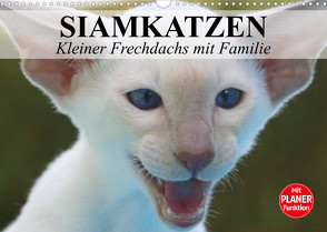 Siamkatzen – Kleiner Frechdachs mit Familie (Wandkalender 2023 DIN A3 quer) von Stanzer,  Elisabeth