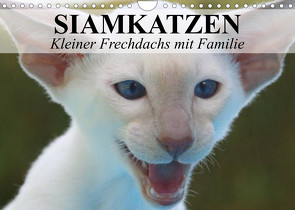 Siamkatzen – Kleiner Frechdachs mit Familie (Wandkalender 2023 DIN A4 quer) von Stanzer,  Elisabeth