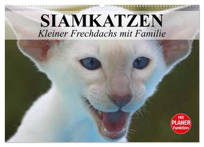 Siamkatzen – Kleiner Frechdachs mit Familie (Wandkalender 2024 DIN A2 quer), CALVENDO Monatskalender von Stanzer,  Elisabeth