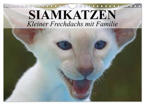 Siamkatzen – Kleiner Frechdachs mit Familie (Wandkalender 2024 DIN A4 quer), CALVENDO Monatskalender von Stanzer,  Elisabeth