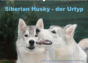 Siberian Husky – der Urtyp (Wandkalender 2022 DIN A2 quer) von Ebardt,  Michael