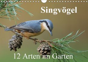 Singvögel – 12 Arten im Garten (Wandkalender 2019 DIN A4 quer) von birdimagency,  BIA