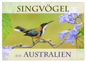 Singvögel aus Australien (Wandkalender 2024 DIN A2 quer), CALVENDO Monatskalender von birdimagency,  BIA