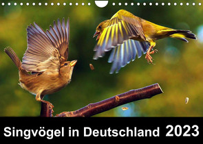 Singvögel in Deutschland (Wandkalender 2023 DIN A4 quer) von Klapp,  Lutz