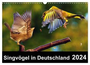 Singvögel in Deutschland (Wandkalender 2024 DIN A3 quer), CALVENDO Monatskalender von Klapp,  Lutz
