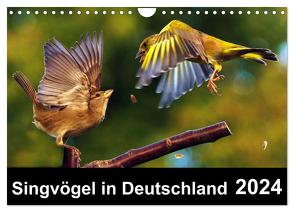 Singvögel in Deutschland (Wandkalender 2024 DIN A4 quer), CALVENDO Monatskalender von Klapp,  Lutz