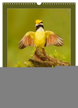 Singvögel USA (Wandkalender 2024 DIN A3 hoch), CALVENDO Monatskalender von birdimagency,  BIA