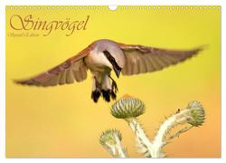 Singvögel (Wandkalender 2024 DIN A3 quer), CALVENDO Monatskalender von Brandmeier,  Wolfgang