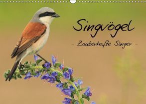 Singvögel – Zauberhafte Sänger (Wandkalender 2018 DIN A3 quer) von Ottmann,  Daniel