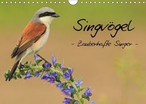 Singvögel – Zauberhafte Sänger (Wandkalender 2018 DIN A4 quer) von Ottmann,  Daniel