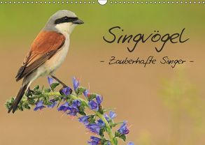 Singvögel – Zauberhafte Sänger (Wandkalender 2019 DIN A3 quer) von Ottmann,  Daniel