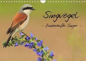 Singvögel – Zauberhafte Sänger (Wandkalender 2022 DIN A4 quer) von Ottmann,  Daniel