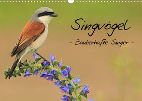 Singvögel – Zauberhafte Sänger (Wandkalender 2023 DIN A3 quer) von Ottmann,  Daniel