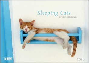 Sleeping Cats 2020 – Wandkalender – Format 29,5 x 42 cm von DUMONT Kalenderverlag, Morandi,  Tuul & Bruno