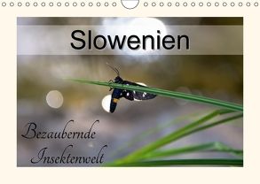 Slowenien – bezaubernde Insektenwelt (Wandkalender 2018 DIN A4 quer) von Plastron Pictures,  Lost
