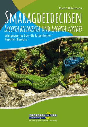 Smaragdeidechsen Lacerta bilineata und Lacerta viridis von Dieckmann,  Martin