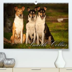 Smooth Collies (Premium, hochwertiger DIN A2 Wandkalender 2020, Kunstdruck in Hochglanz) von Längsfeld,  Laura