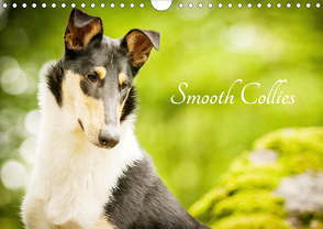 Smooth Collies (Wandkalender 2021 DIN A4 quer) von Längsfeld,  Laura