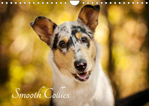 Smooth Collies (Wandkalender 2023 DIN A4 quer) von Längsfeld,  Laura