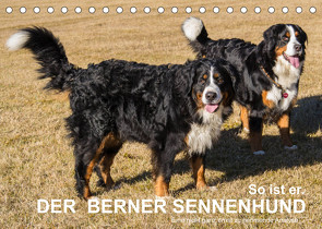 So ist er. Der Berner Sennenhund (Tischkalender 2022 DIN A5 quer) von Hunscheidt,  Hubert